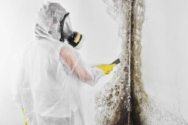 Mold Testing and Removal in Citrus Park, AZ