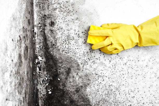 Best Toxic Mold Removal  in Citrus Park, AZ