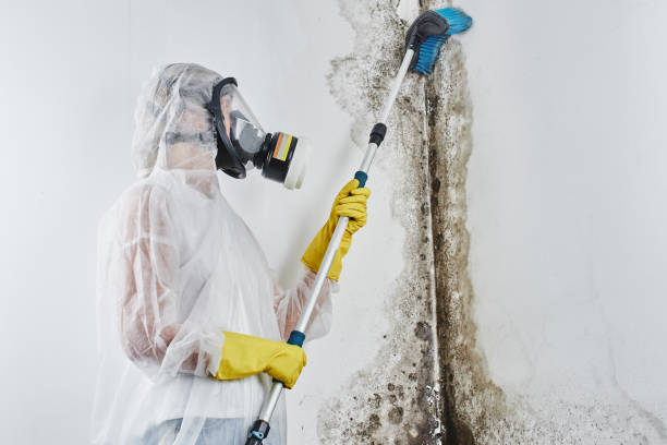 Home Mold Removal in Citrus Park, AZ