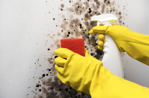 Best Attic Mold Removal  in Citrus Park, AZ