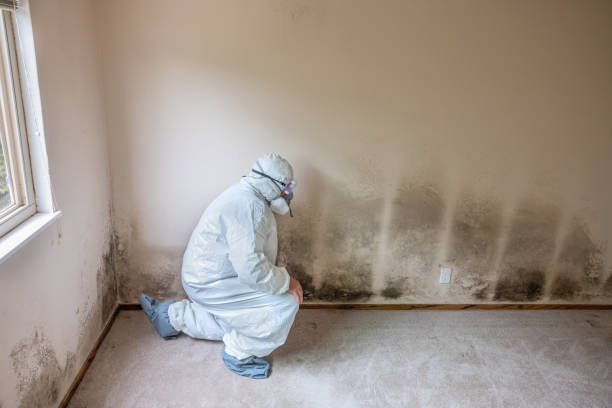 Best Commercial Mold Removal  in Citrus Park, AZ