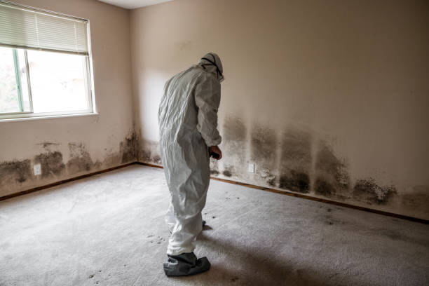 Best Mold Damage Repair  in Citrus Park, AZ