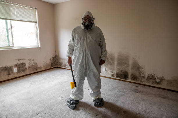 Best Certified Mold Removal  in Citrus Park, AZ