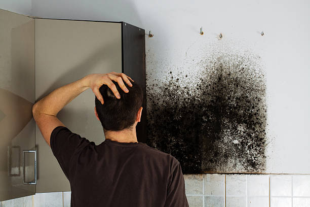 Best Commercial Mold Removal  in Citrus Park, AZ