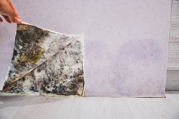 Trusted Citrus Park, AZ Mold Removal Experts